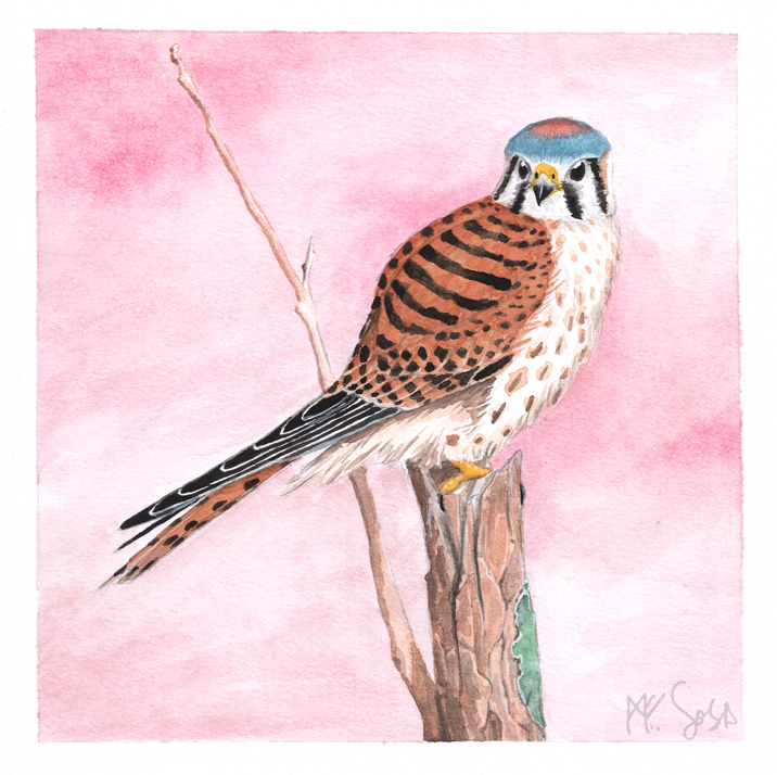 An american kestrel, maybe staring back in the year...